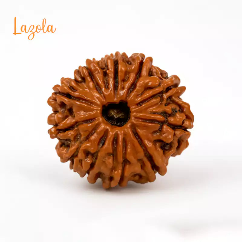 12 Mukhi Rudraksha
