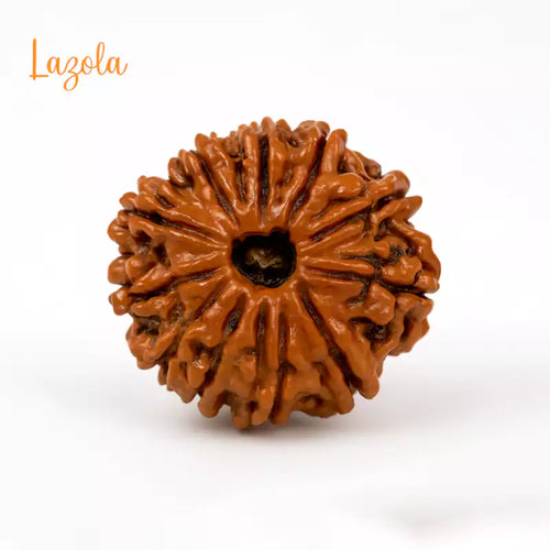 12 Mukhi Rudraksha