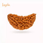 1 Mukhi Rudraksha