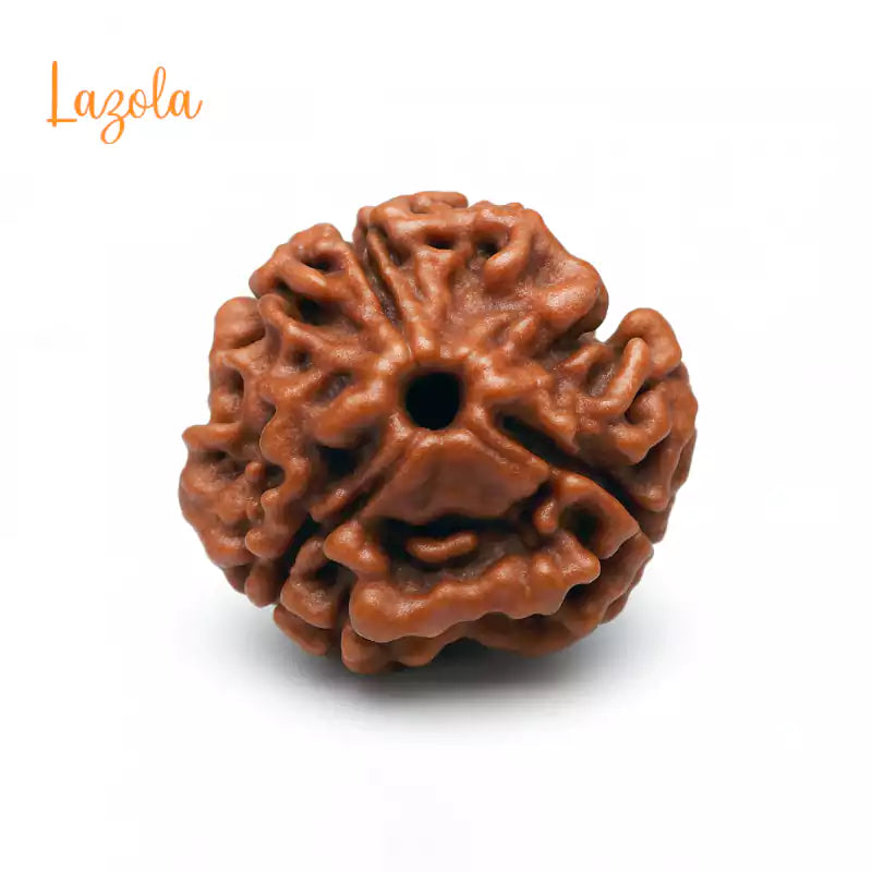 3 Mukhi Rudraksha