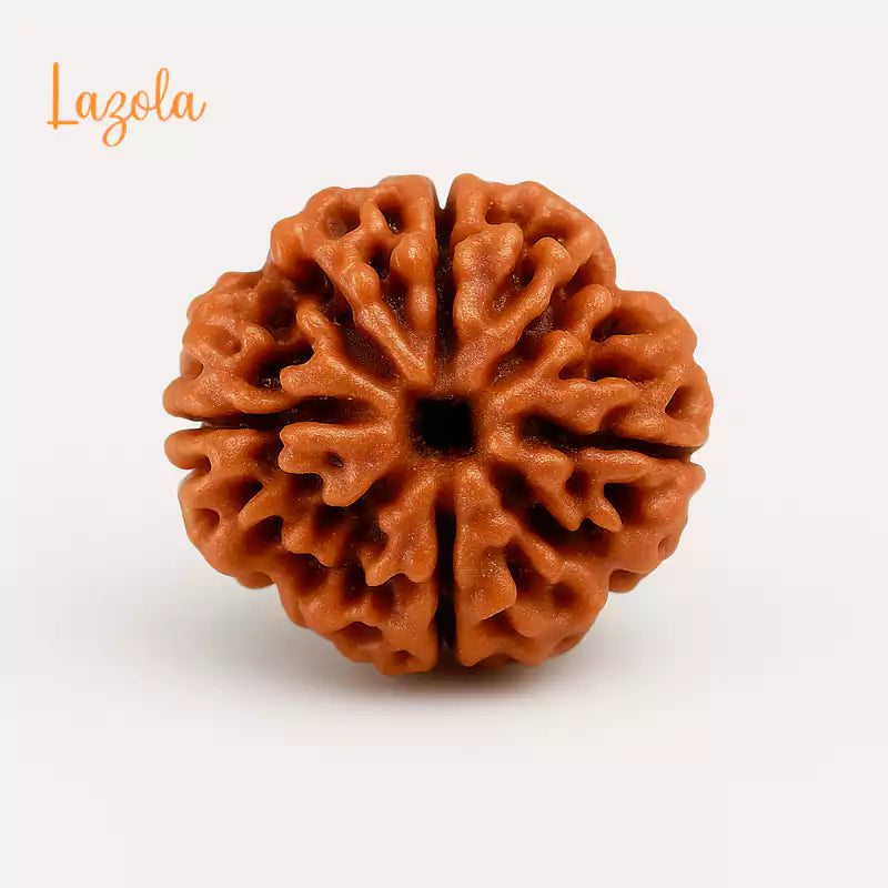 4 Mukhi Rudraksha