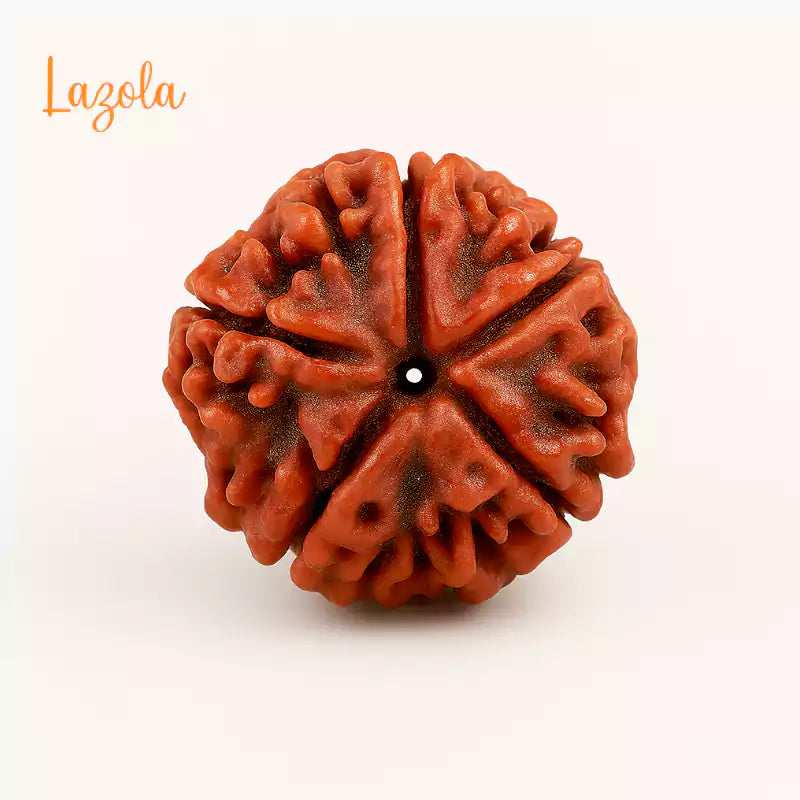 5 Mukhi Rudraksha