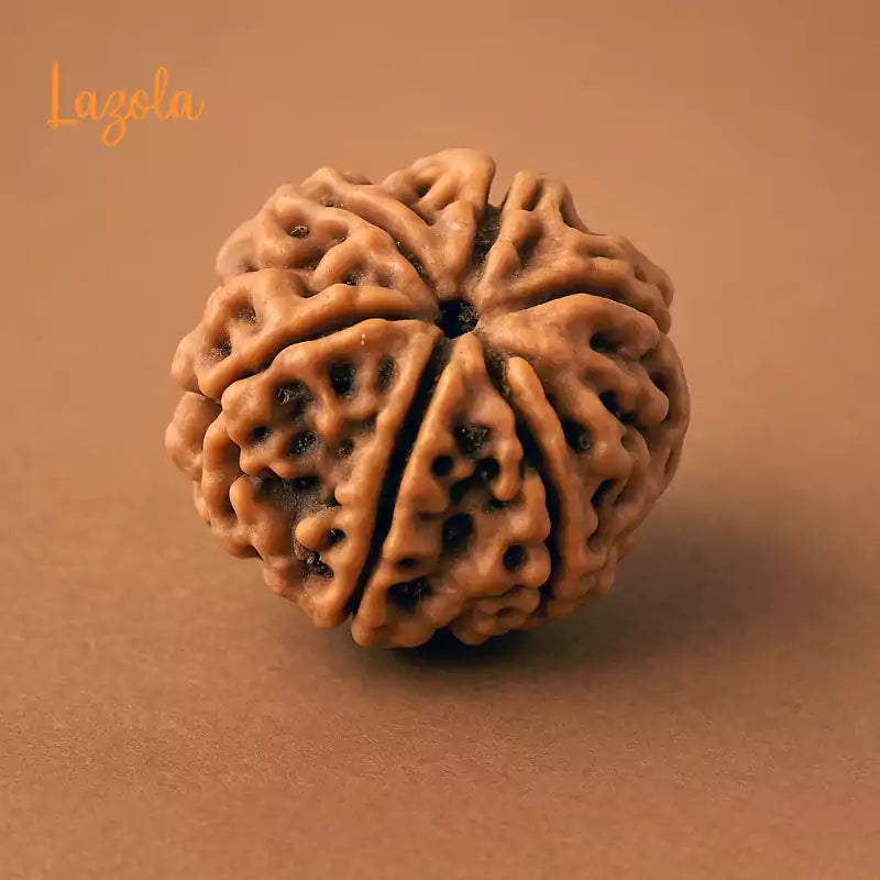 6 Mukhi Rudraksha