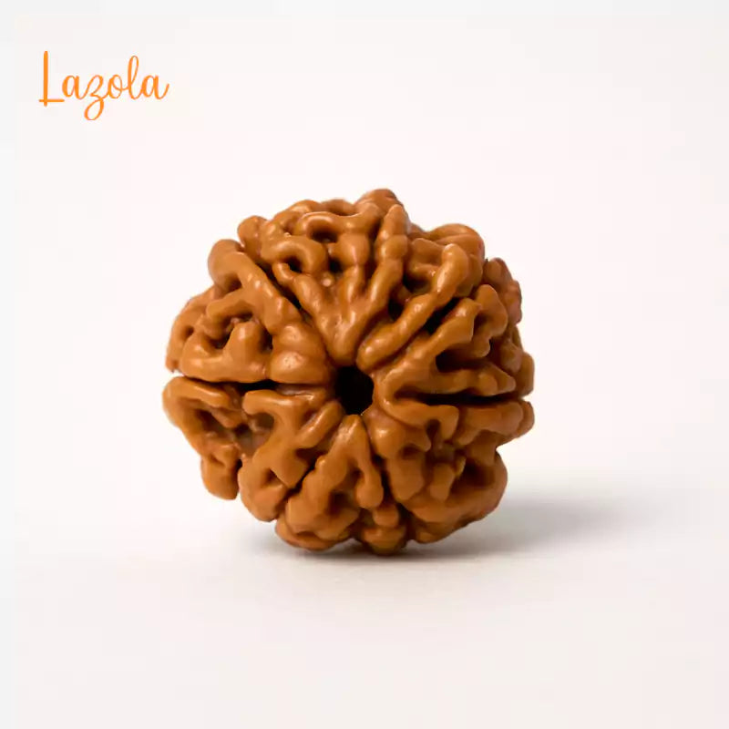 7 Mukhi Rudraksha