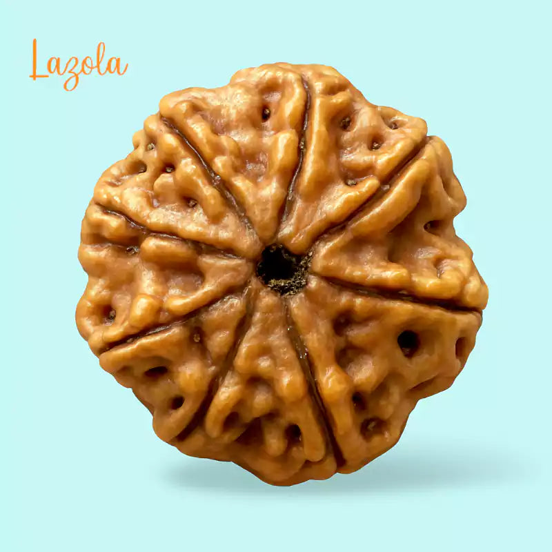 8 Mukhi Rudraksha