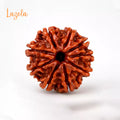 9 Mukhi Rudraksha