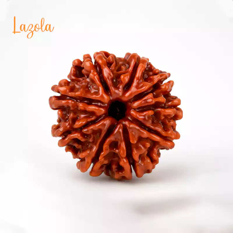 9 Mukhi Rudraksha