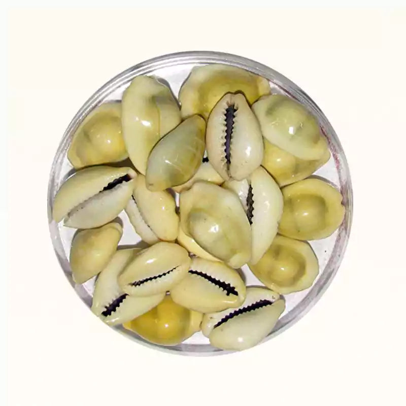 Cowrie Shells