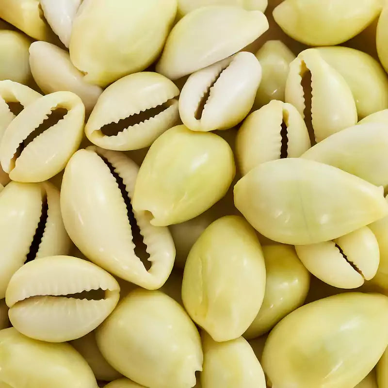 Cowrie Shells