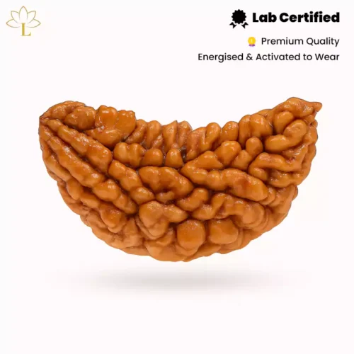 1 mukhi rudraksha