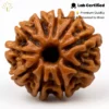 10 Mukhi Rudraksha