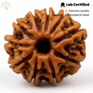 10 Mukhi Rudraksha