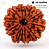 11 Mukhi Rudraksha