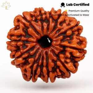 11 Mukhi Rudraksha