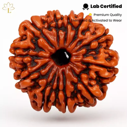 11 Mukhi Rudraksha