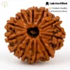12 Mukhi Rudraksha