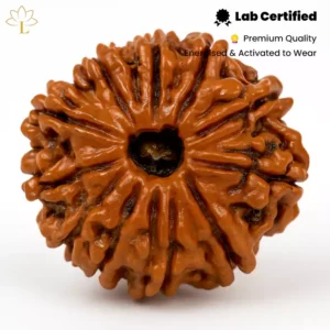 12 Mukhi Rudraksha