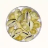 12 cowrie shells