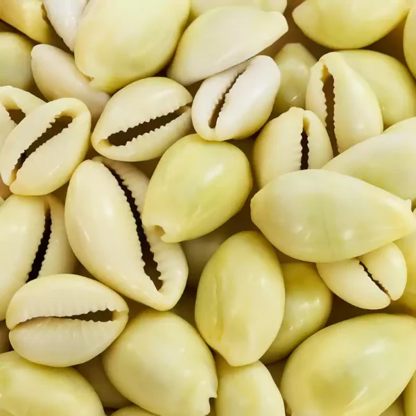 12 Cowrie Shells for Lakshmi Pooja
