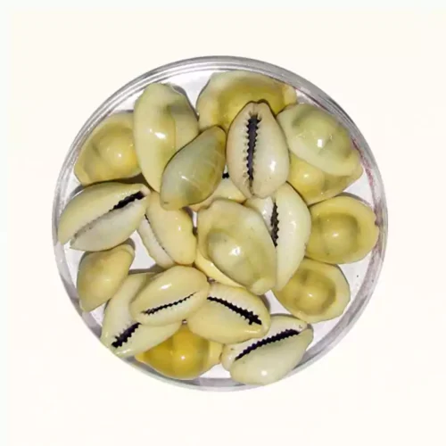 12 cowrie shells