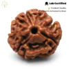 3 Mukhi Rudraksha