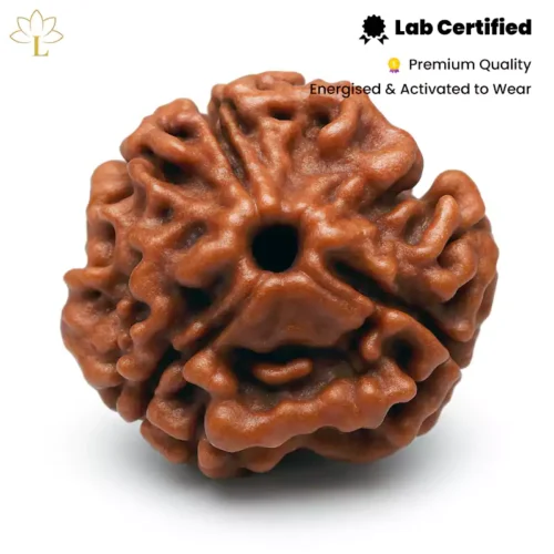3 Mukhi Rudraksha