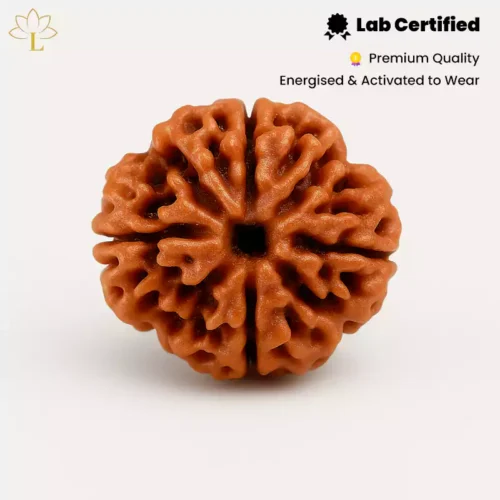 4 Mukhi Rudraksha
