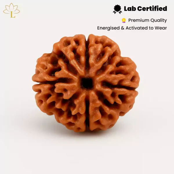 4 Mukhi Rudraksha