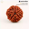 5 Mukhi Rudraksha