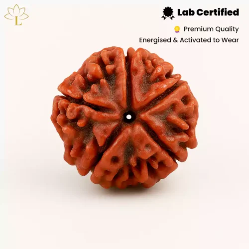5 Mukhi Rudraksha