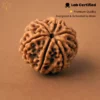 6 Mukhi Rudraksha