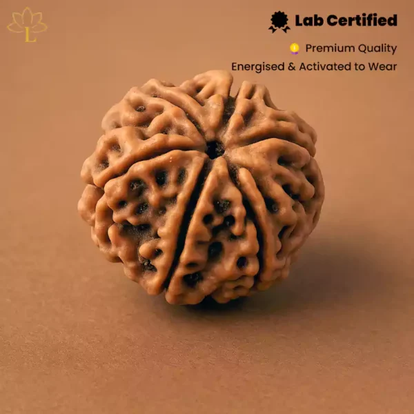6 Mukhi Rudraksha