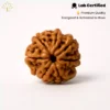 7 Mukhi Rudraksha