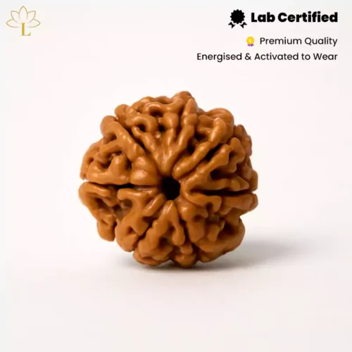 7 Mukhi Rudraksha
