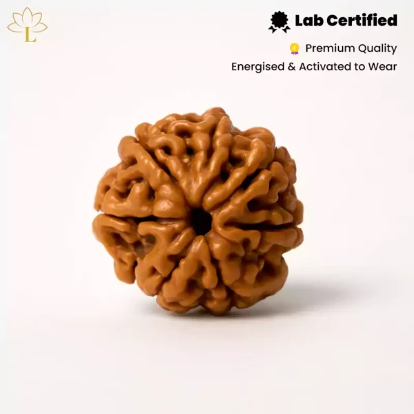 7 Mukhi Rudraksha