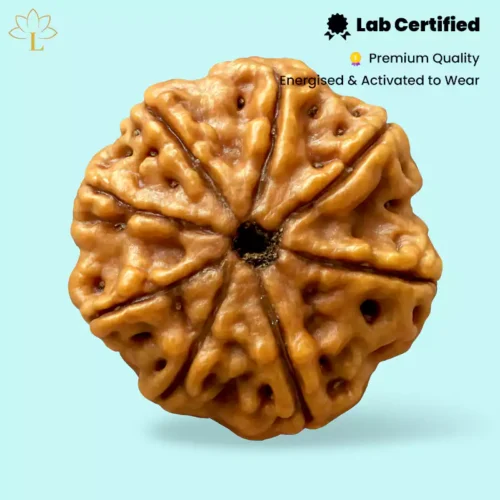 8 Mukhi Rudraksha