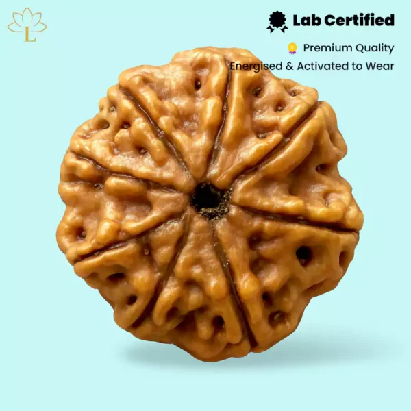 8 Mukhi Rudraksha