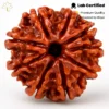 9 Mukhi Rudraksha
