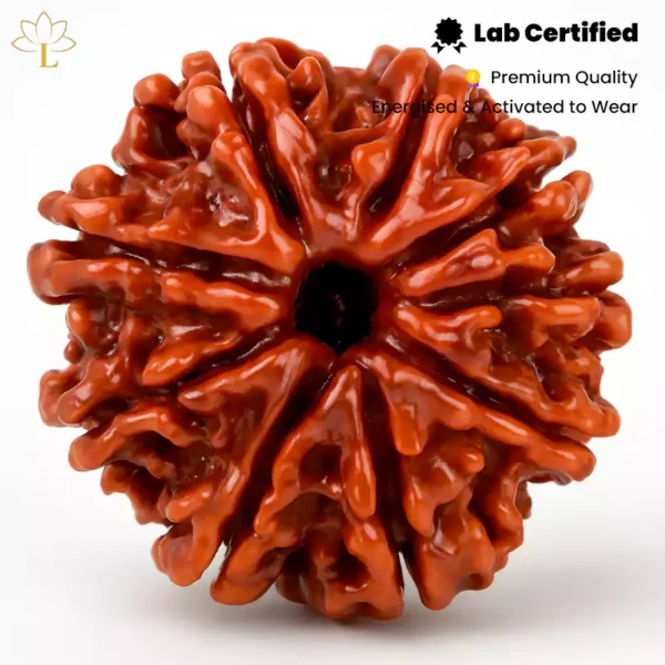 9 Mukhi Rudraksha
