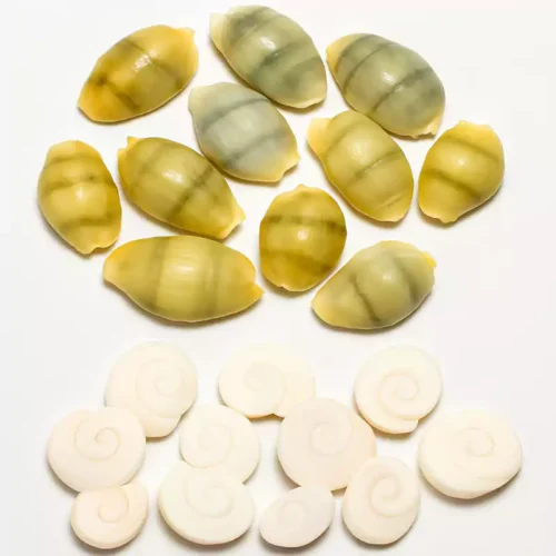 Gomti Chakra and Cowrie Shell