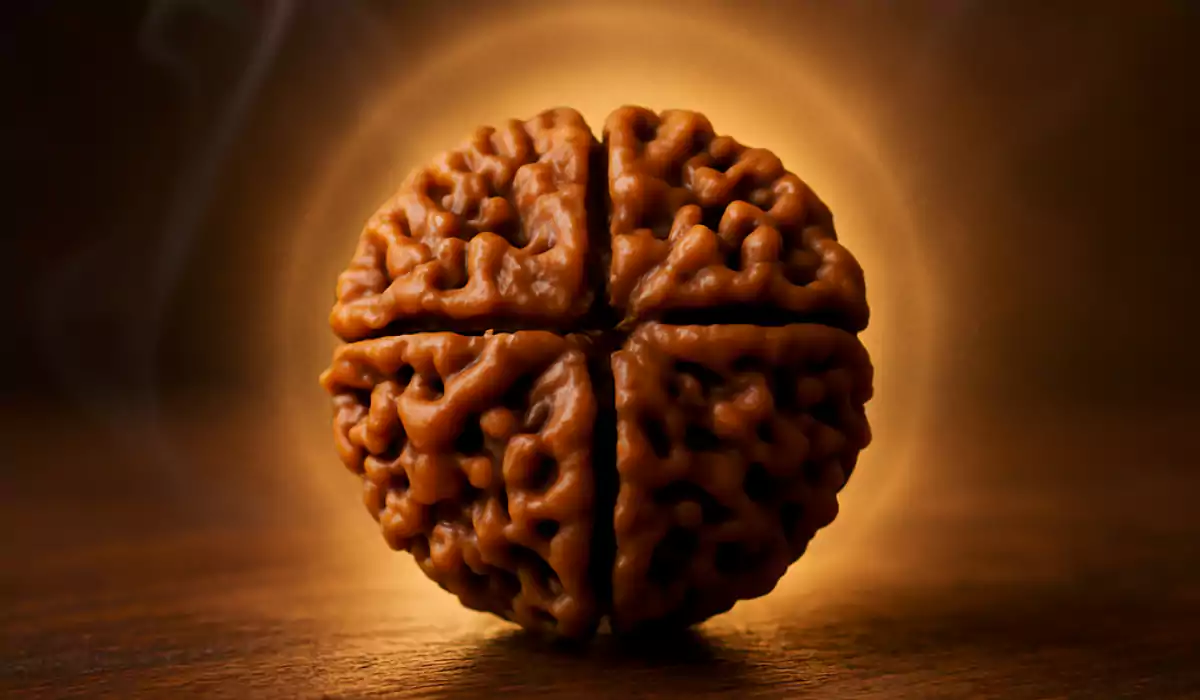 4 Mukhi Rudraksha Benefits Lazola India